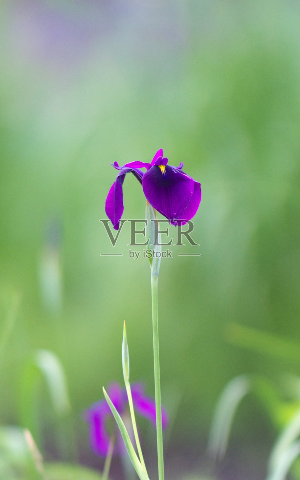 全面NOHANASHOUBU照片摄影图片