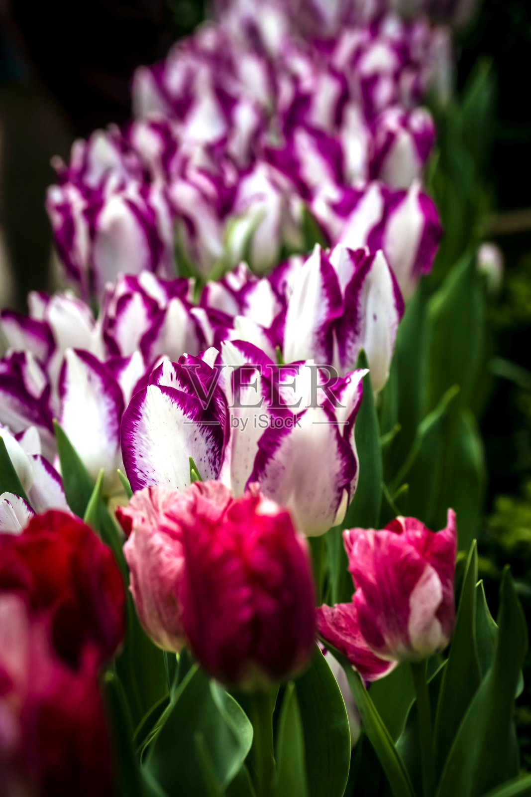 热带花园照片摄影图片