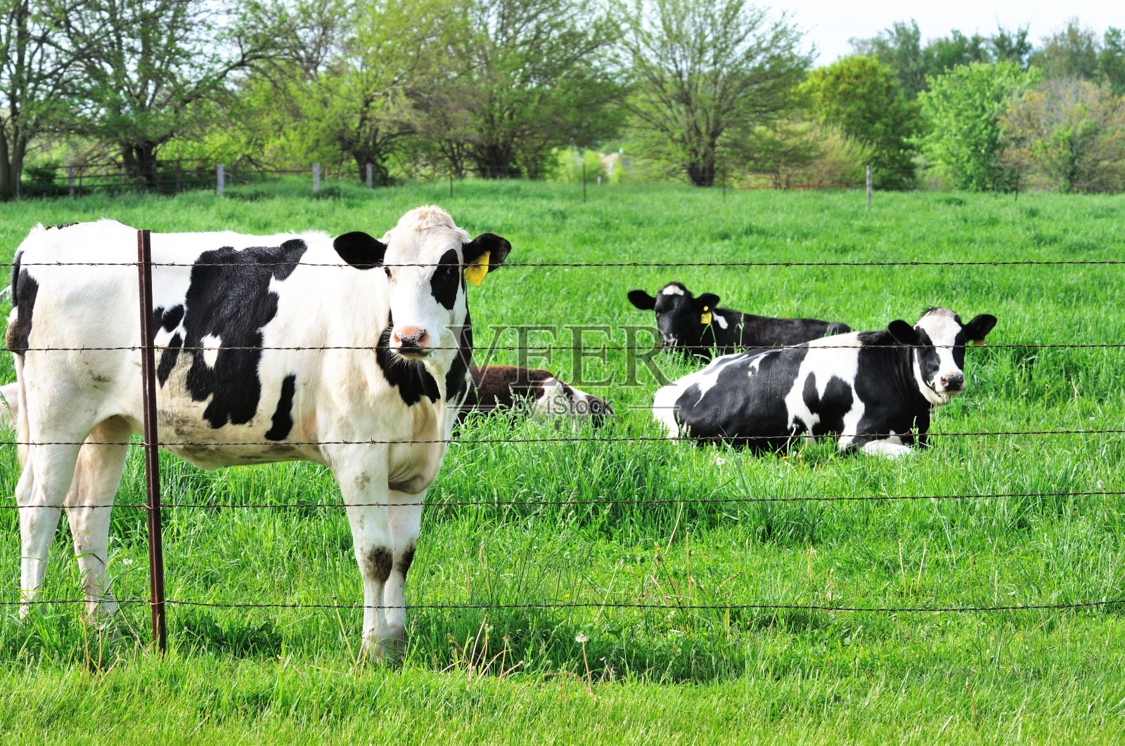 乌云笼罩,牛照片摄影图片