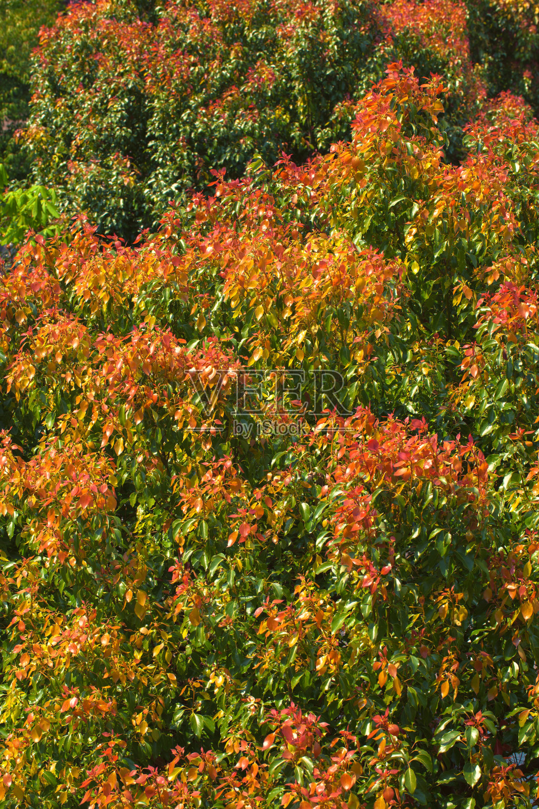 杜鹃花的叶子照片摄影图片