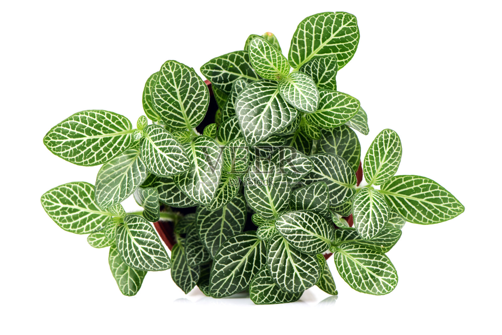 盆栽植物照片摄影图片