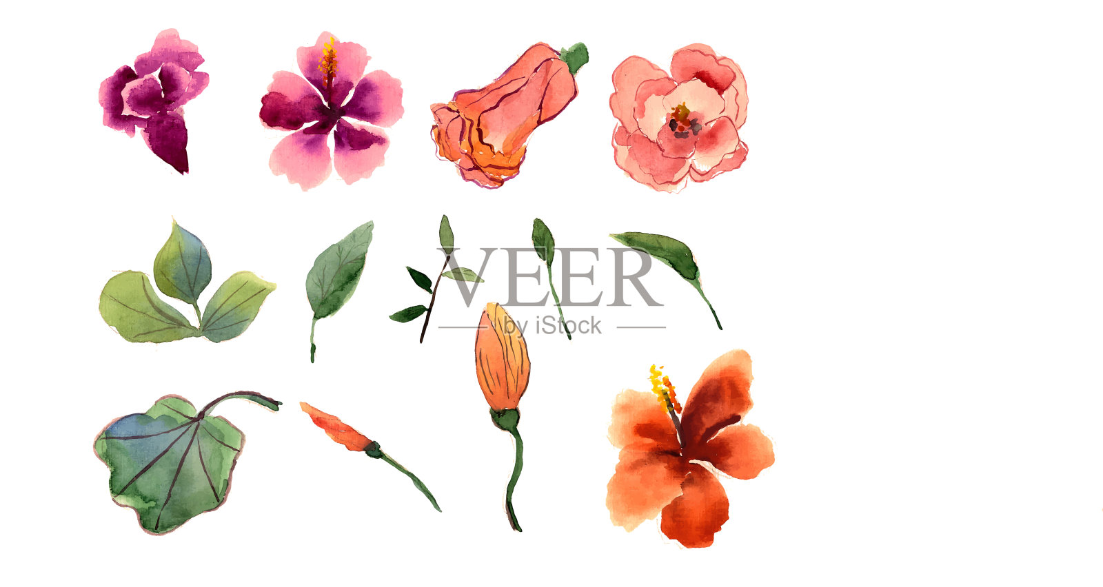 芙蓉水彩画插画图片素材