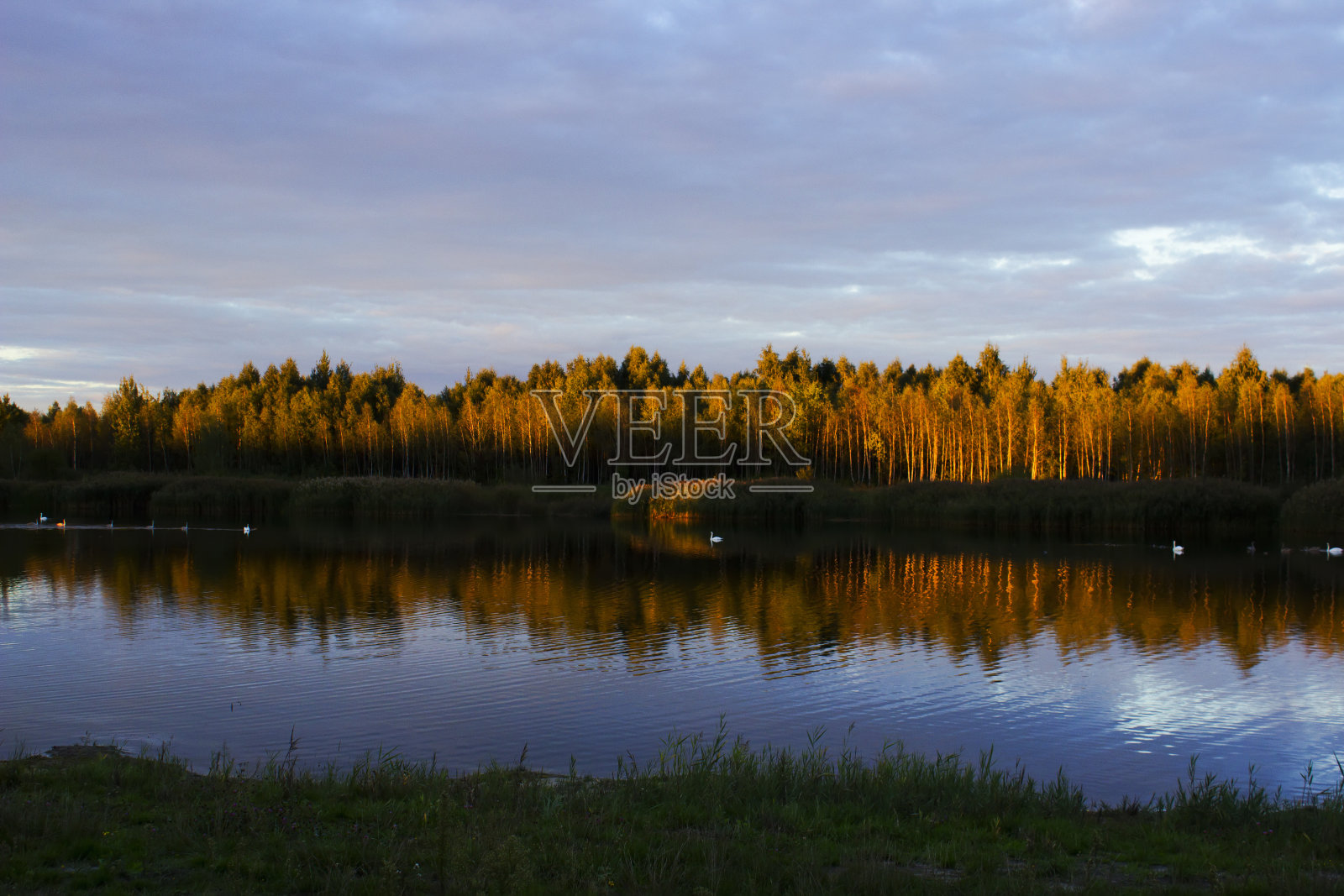 美丽的湖上有白天鹅照片摄影图片