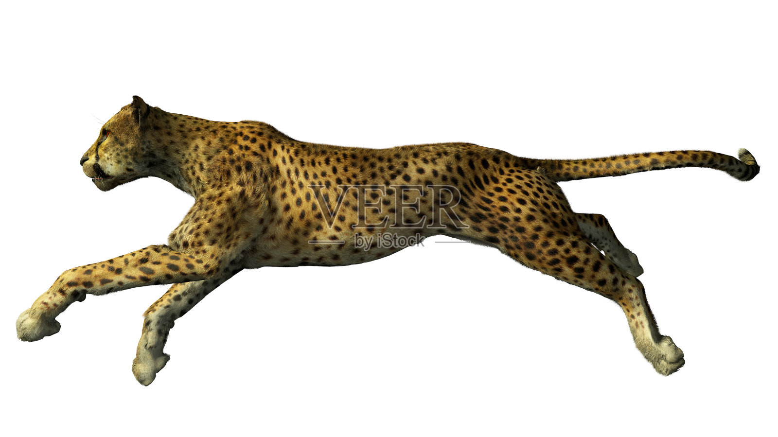 这是一只豹的形象照片摄影图片