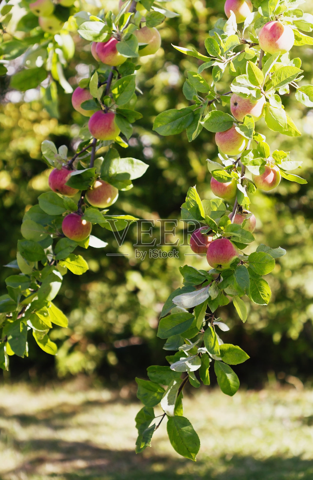 夏天苹果园照片摄影图片