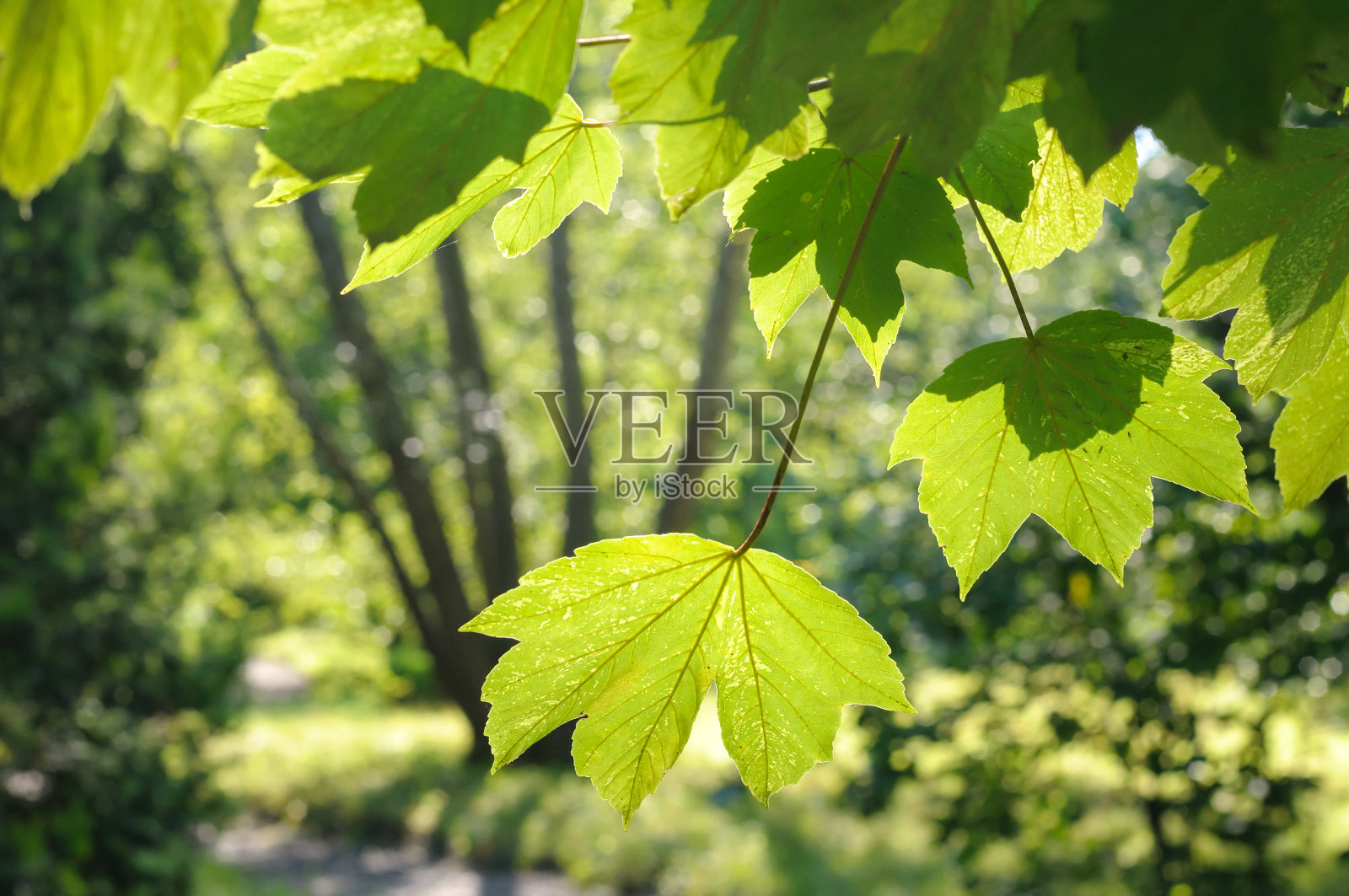 布什在花园照片摄影图片