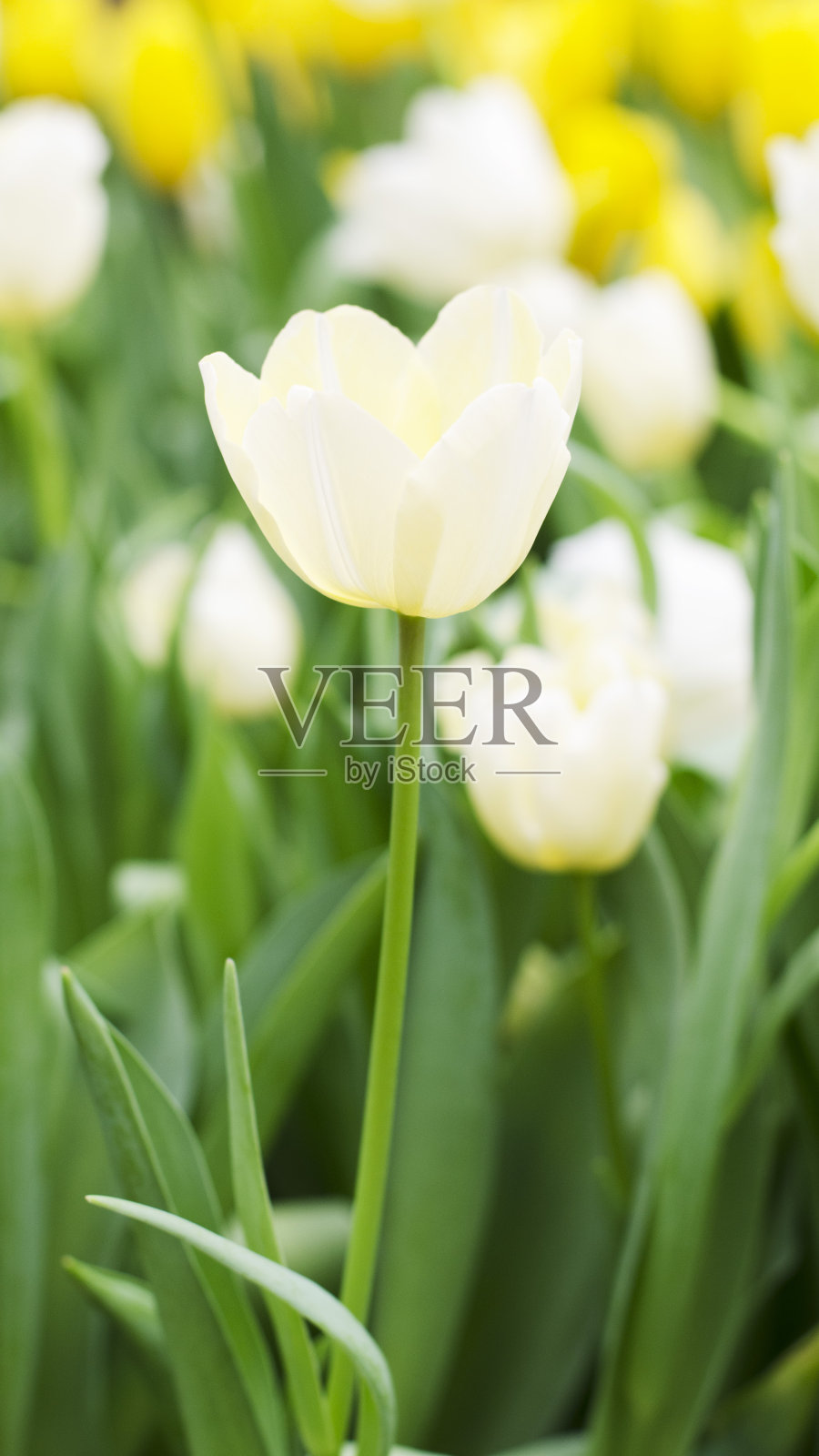 白色郁金香盛开的自然背景照片摄影图片