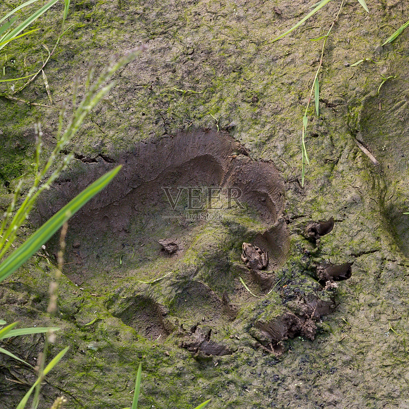 熊的新足迹照片摄影图片