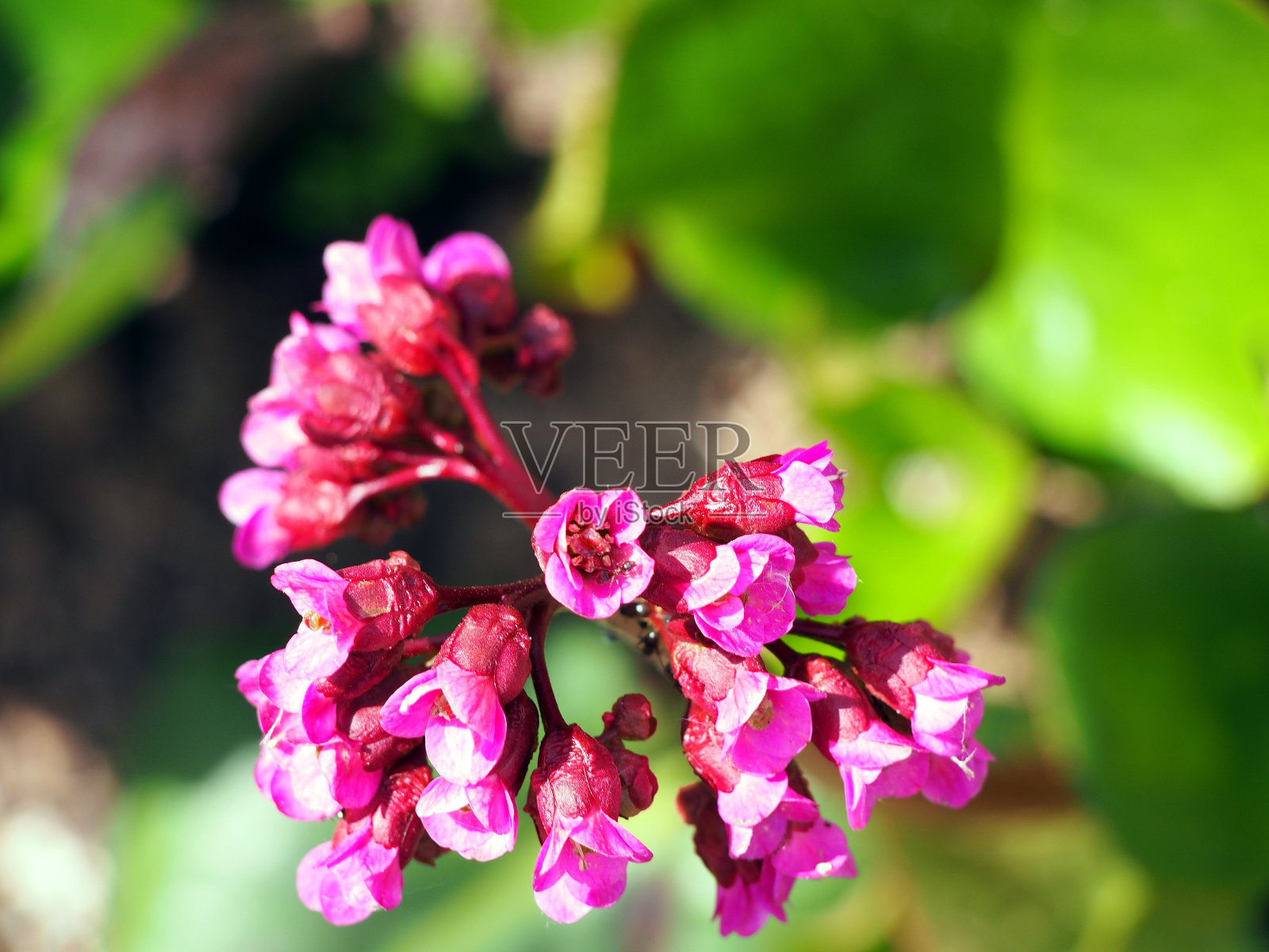 白菜上照片摄影图片