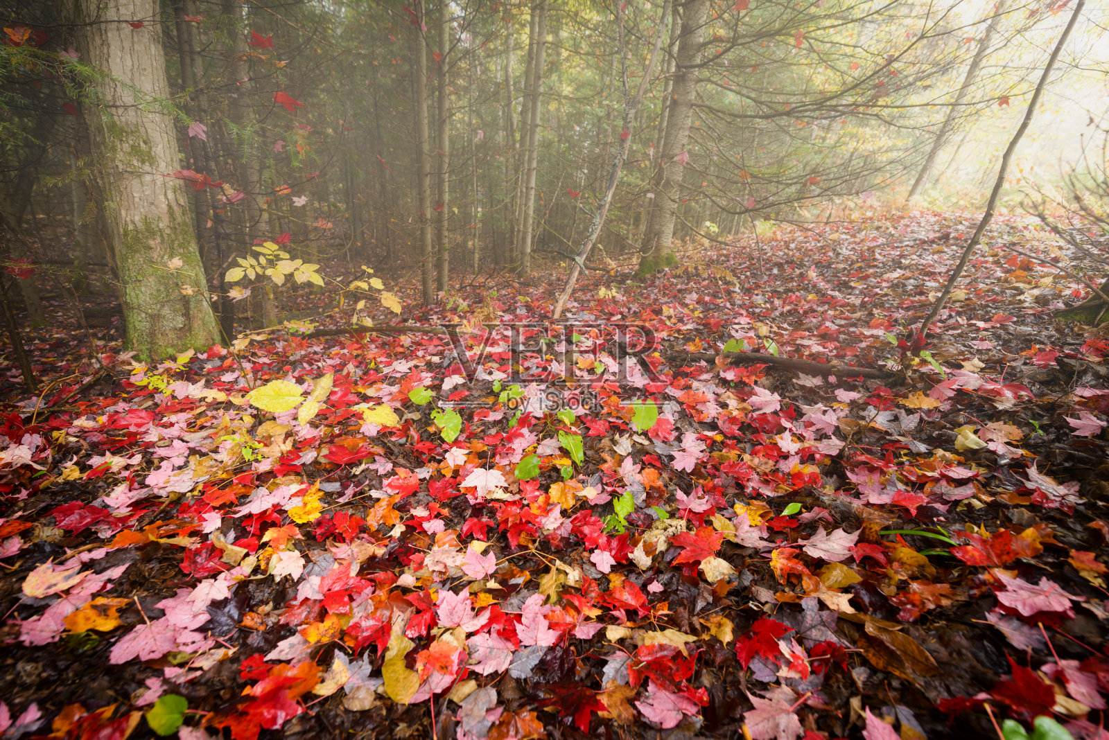 红枫落在树林里照片摄影图片