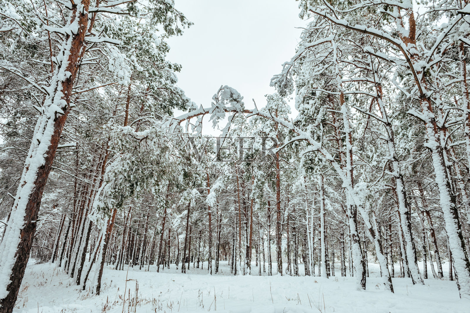 夕阳下白雪覆盖的树枝。冬天的背景。圣诞节和照片摄影图片