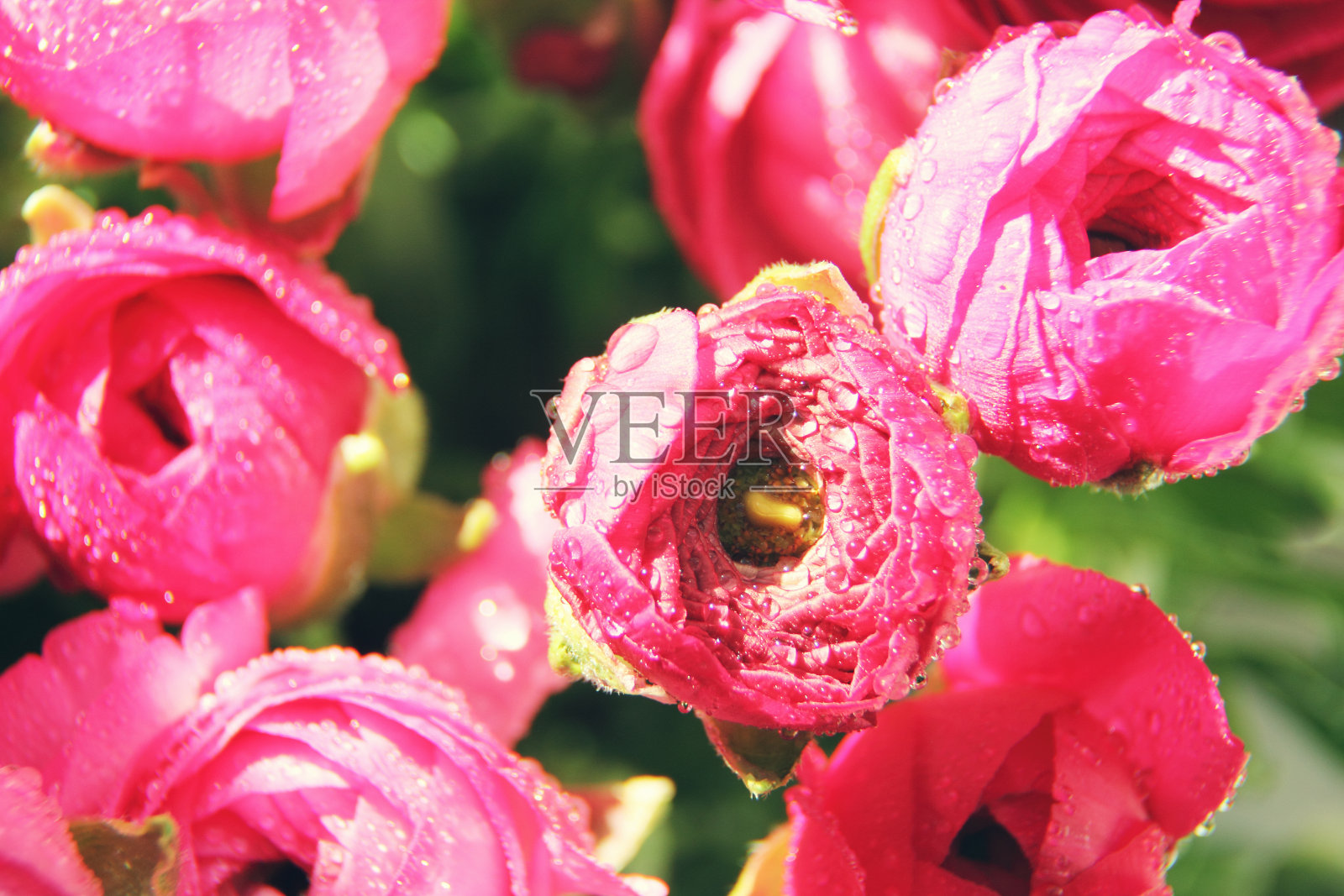 玻璃花瓶里插着红花照片摄影图片