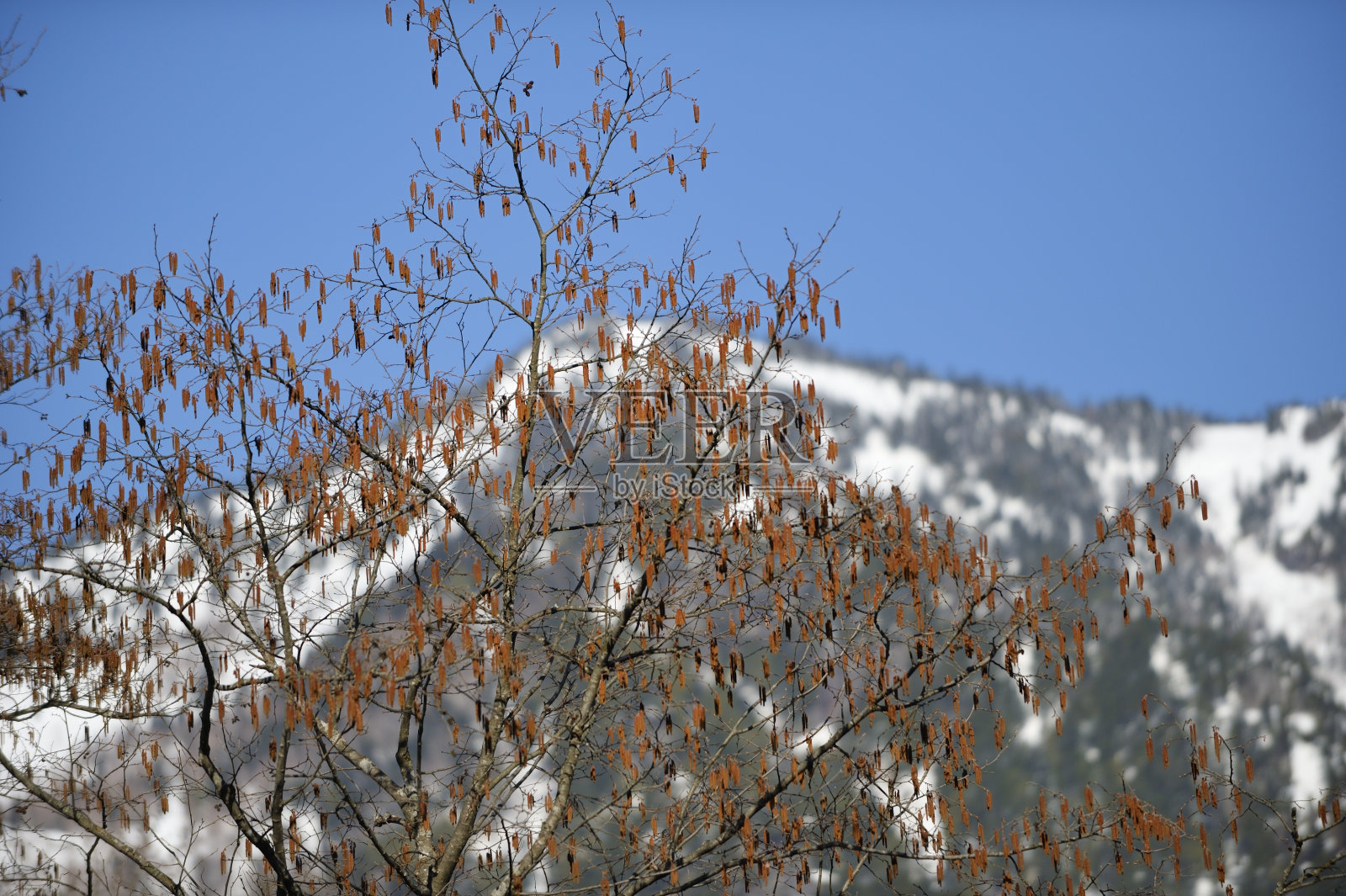 北阿尔卑斯山的树照片摄影图片