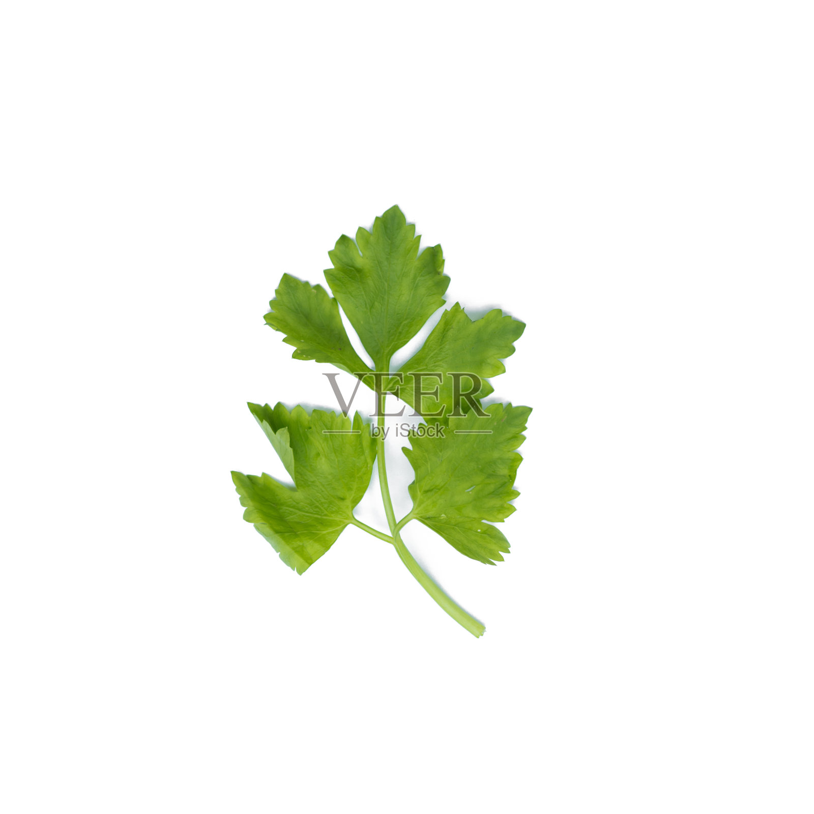 在白色背景上孤立的芹菜照片摄影图片