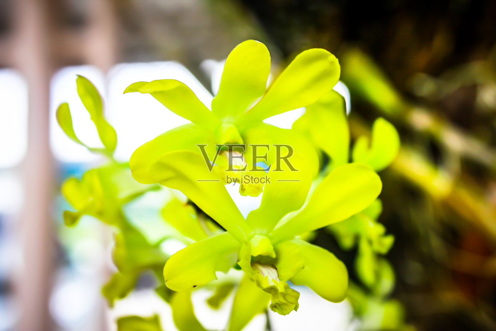 黄色兰科花卉照片摄影图片