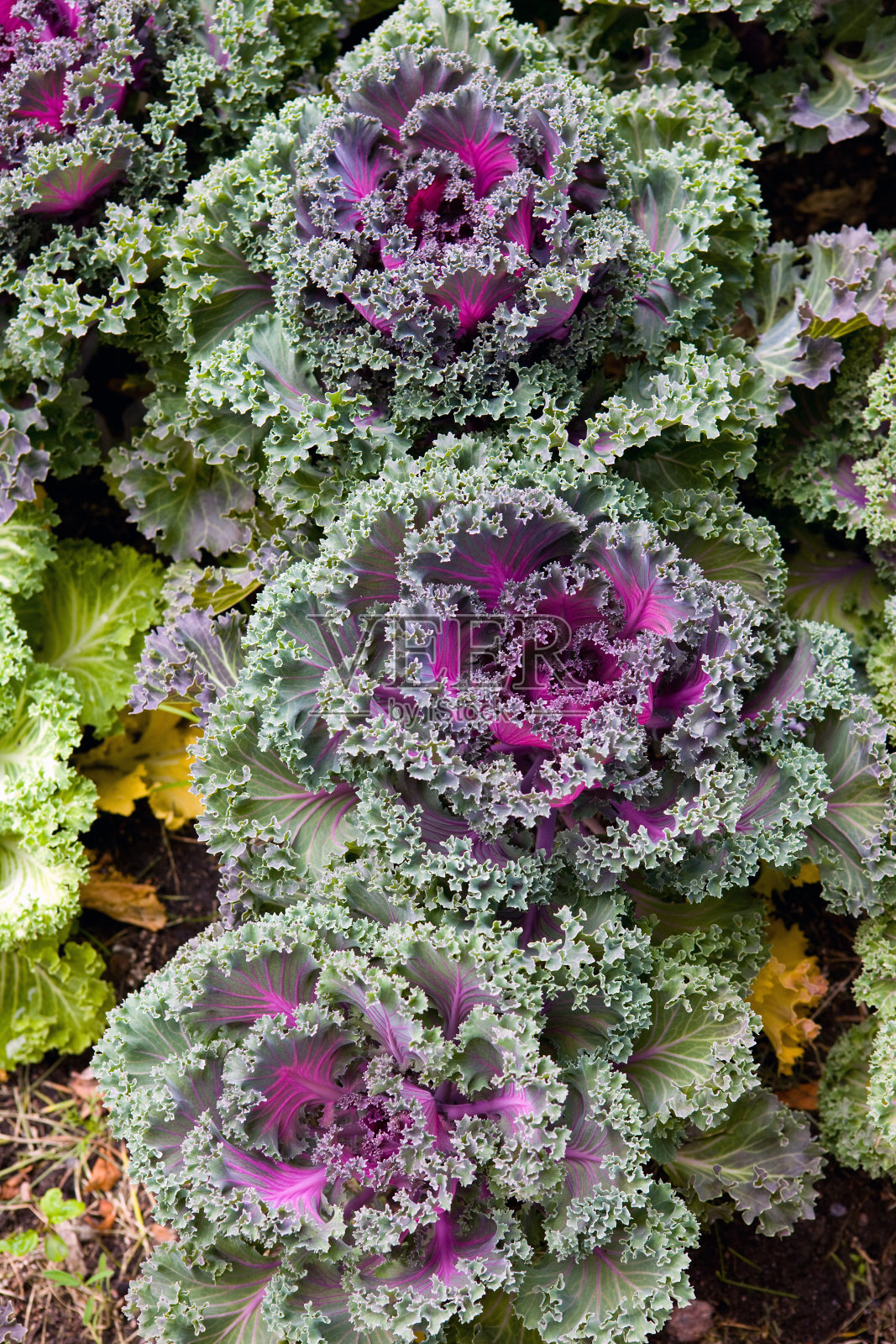 装饰的卷心菜照片摄影图片