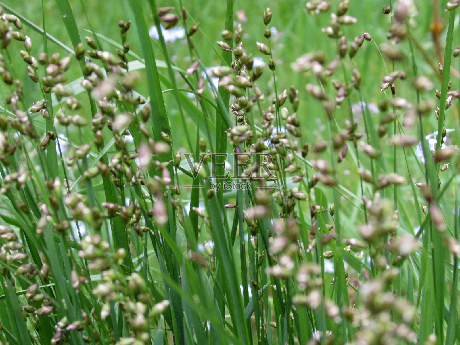 薏苡属lacryma-jobi照片摄影图片
