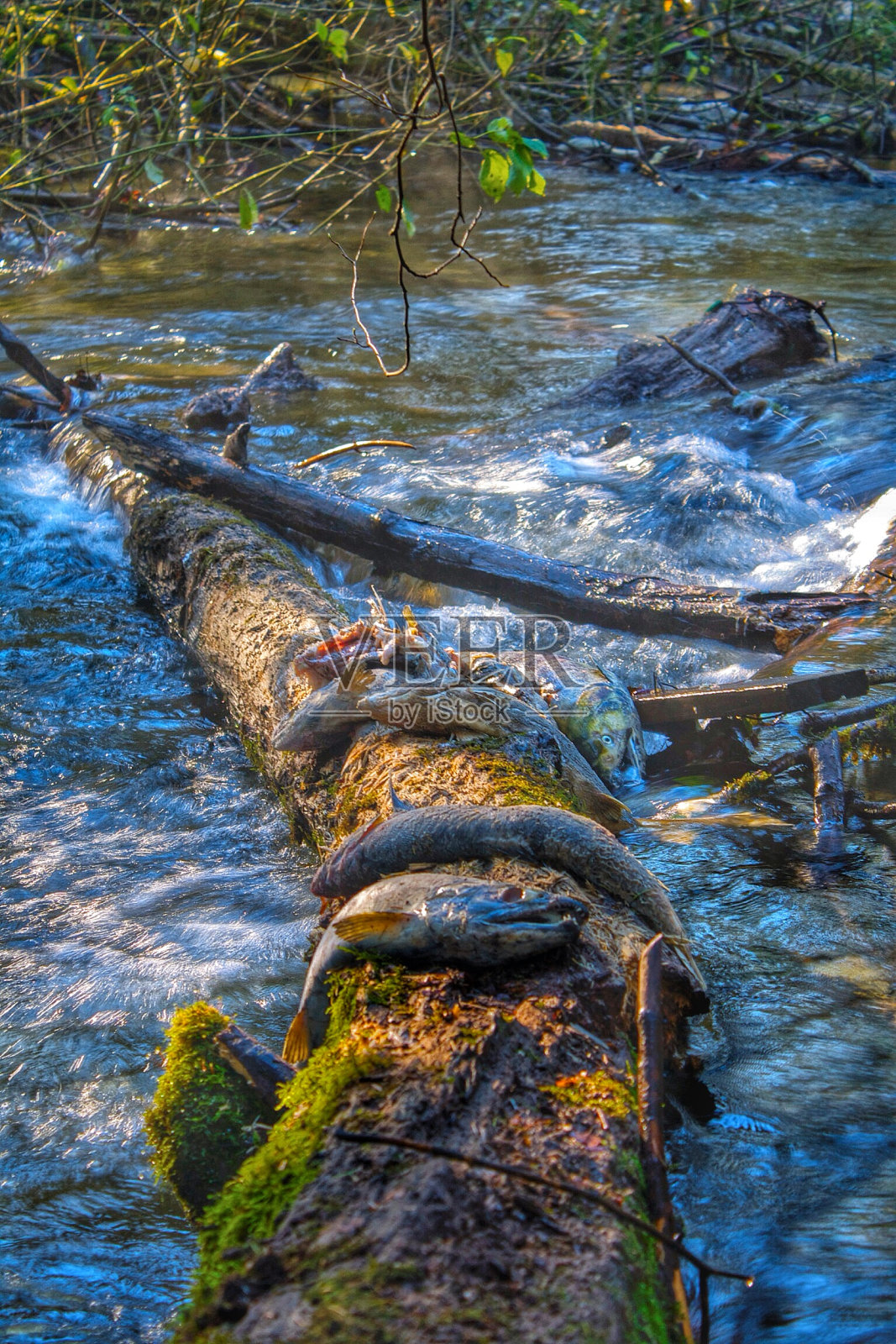 产卵后的死鲑鱼照片摄影图片