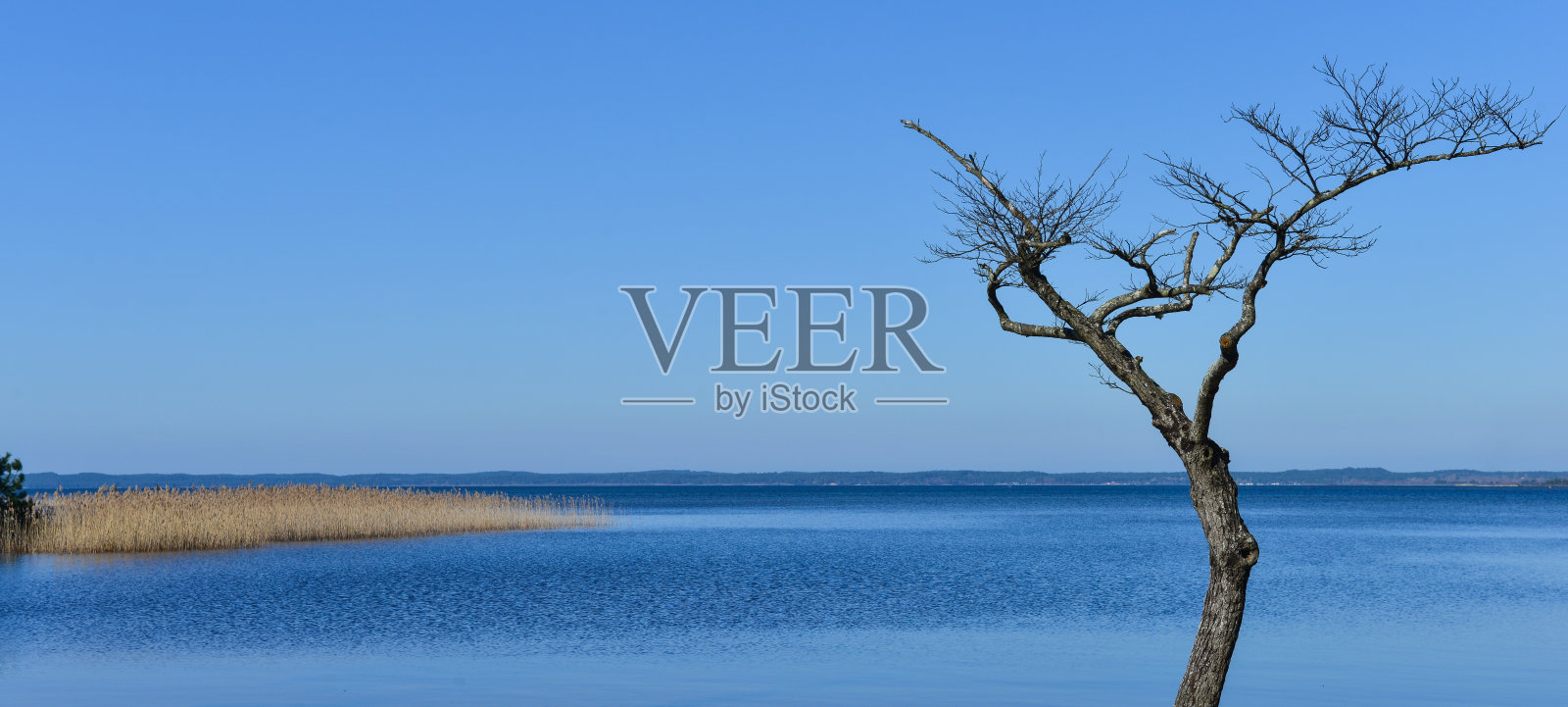 湖边的一棵枯树照片摄影图片