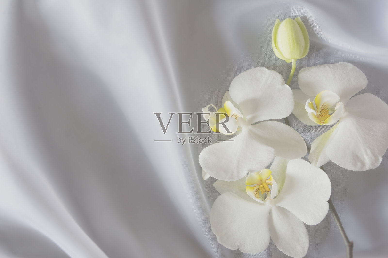 白色背景上的白色兰花照片摄影图片