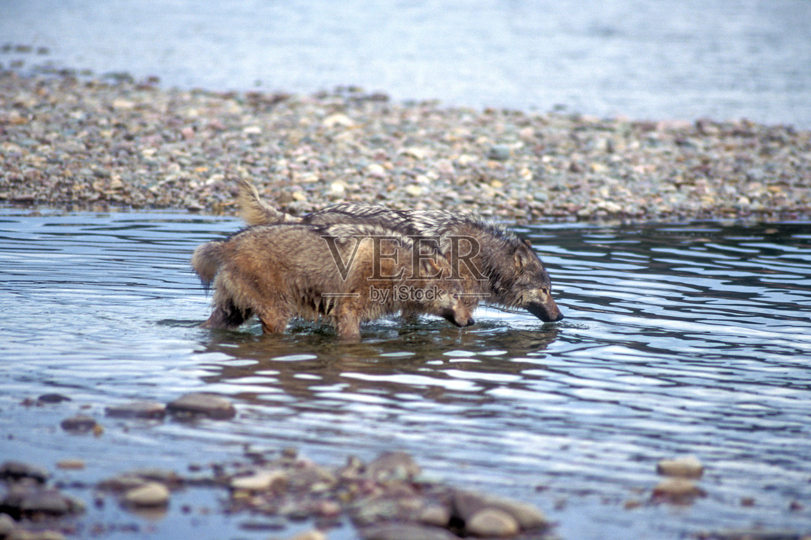 两只灰狼(犬类狼疮)正在发展技能照片摄影图片