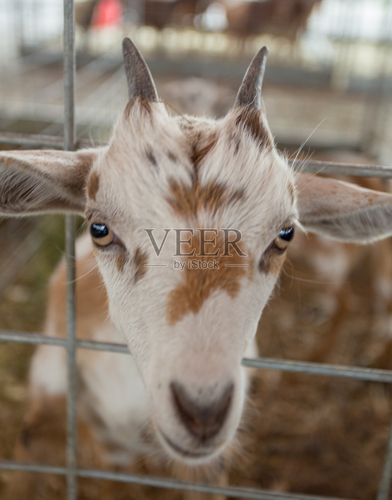 围栏里的山羊。照片摄影图片