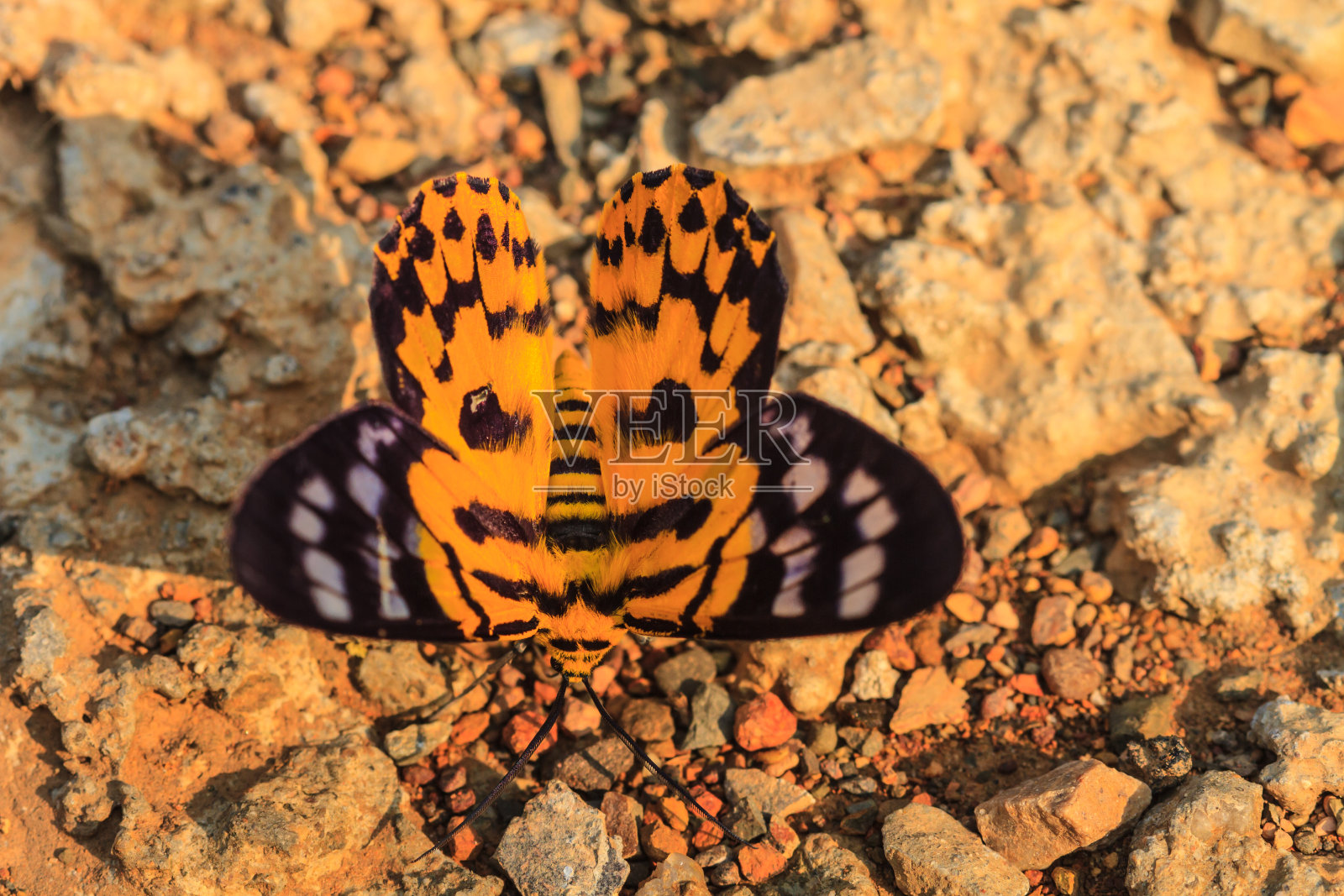 蛾的闭合照片摄影图片