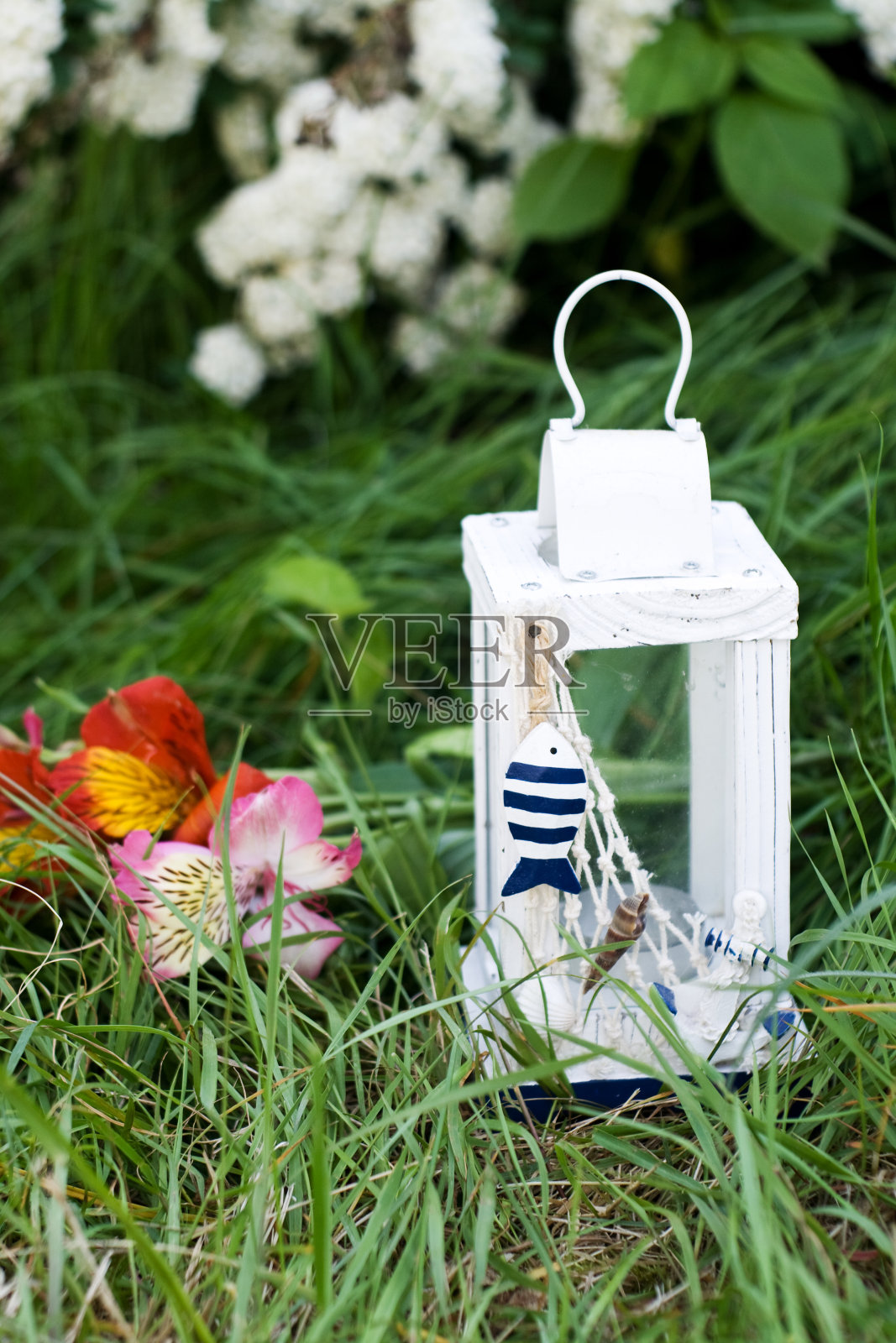 白色的灯和蓝色的鱼和贝壳照片摄影图片