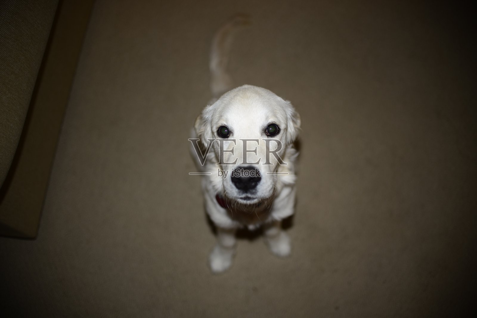 悲伤的小狗照片摄影图片