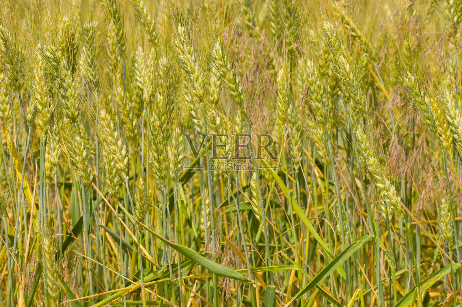 有未成熟庄稼的田地照片摄影图片