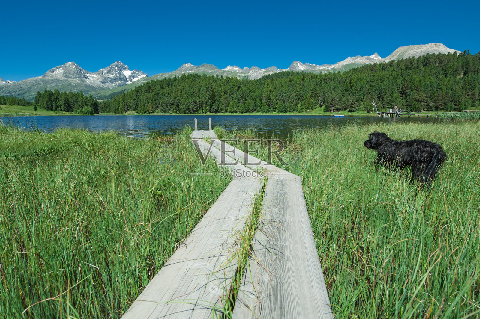 狗看着恩加丁山谷的斯塔兹湖照片摄影图片