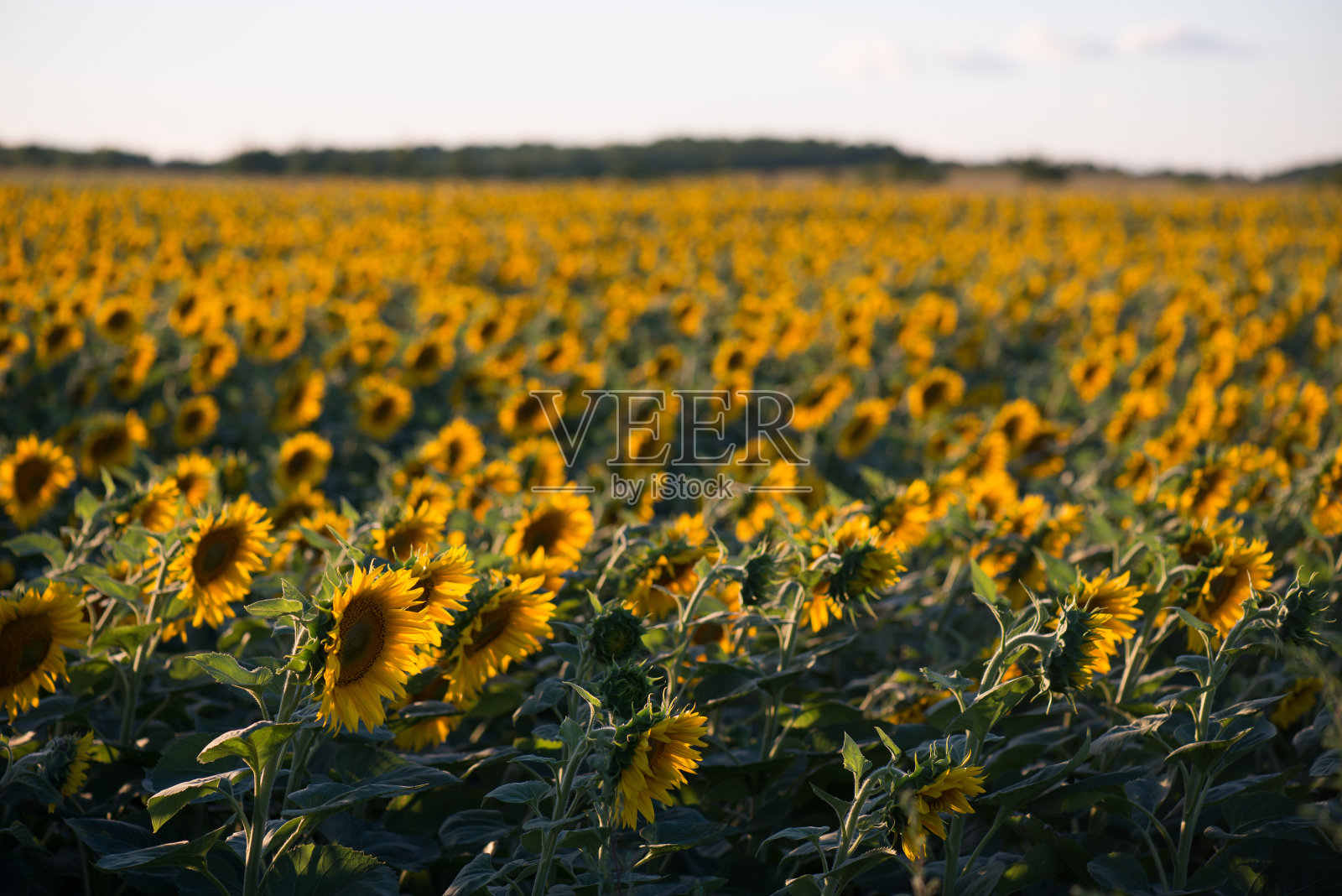 向日葵田照片摄影图片