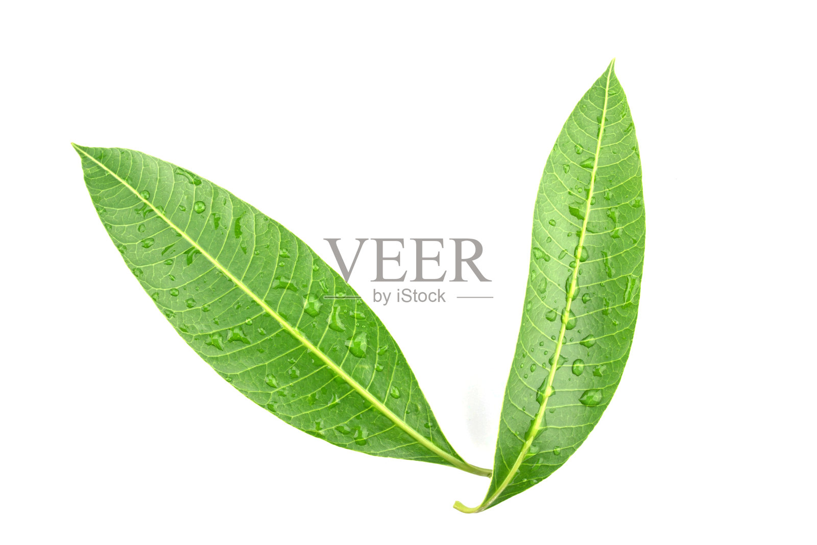 绿叶孤立的背景照片摄影图片