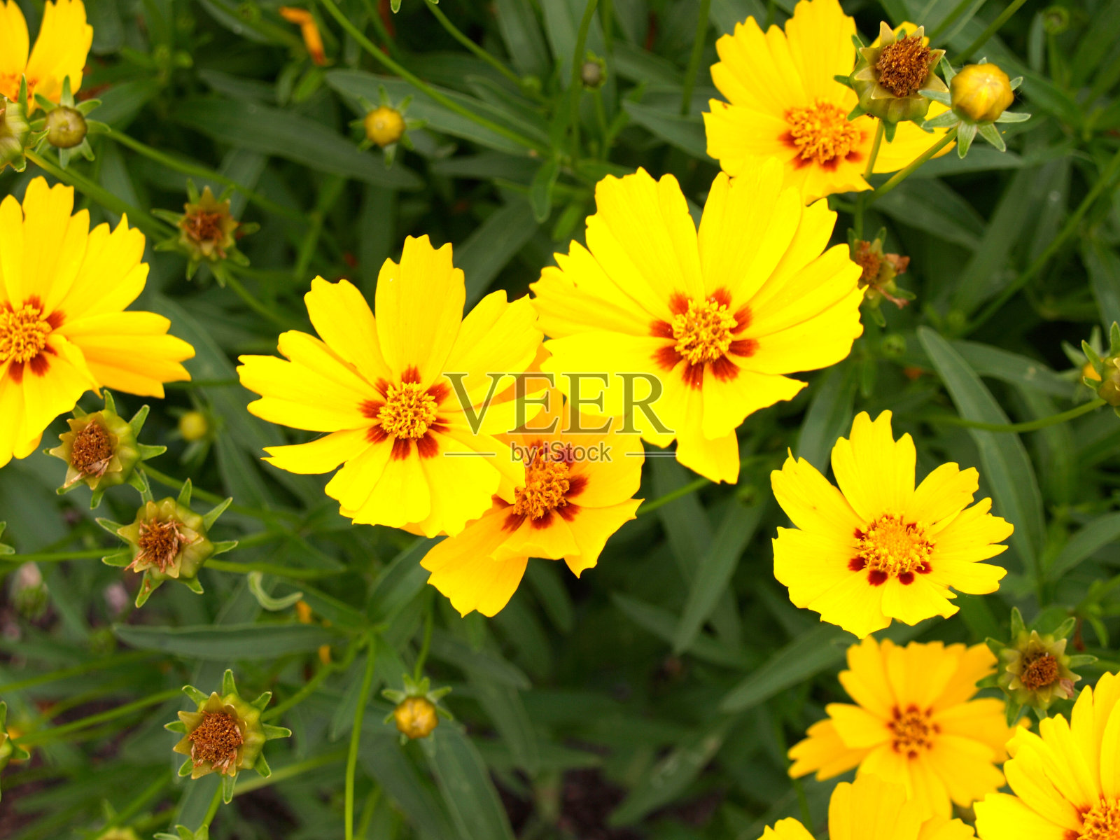 一束黄花照片摄影图片