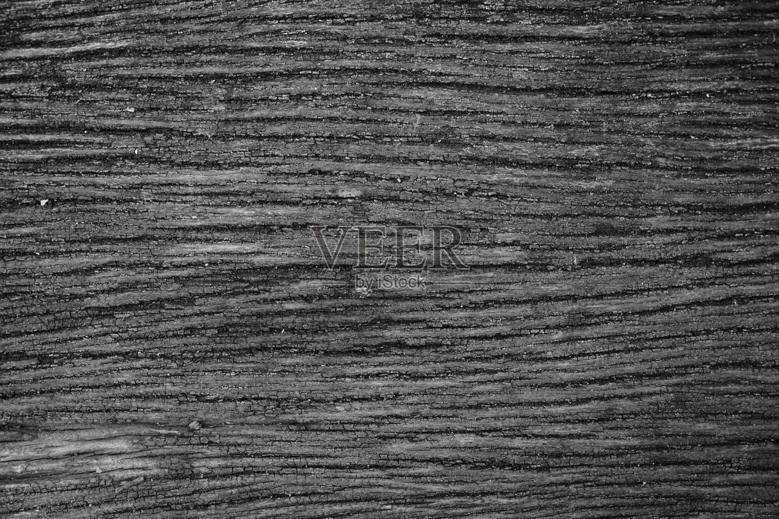 黑白树状纹理照片摄影图片