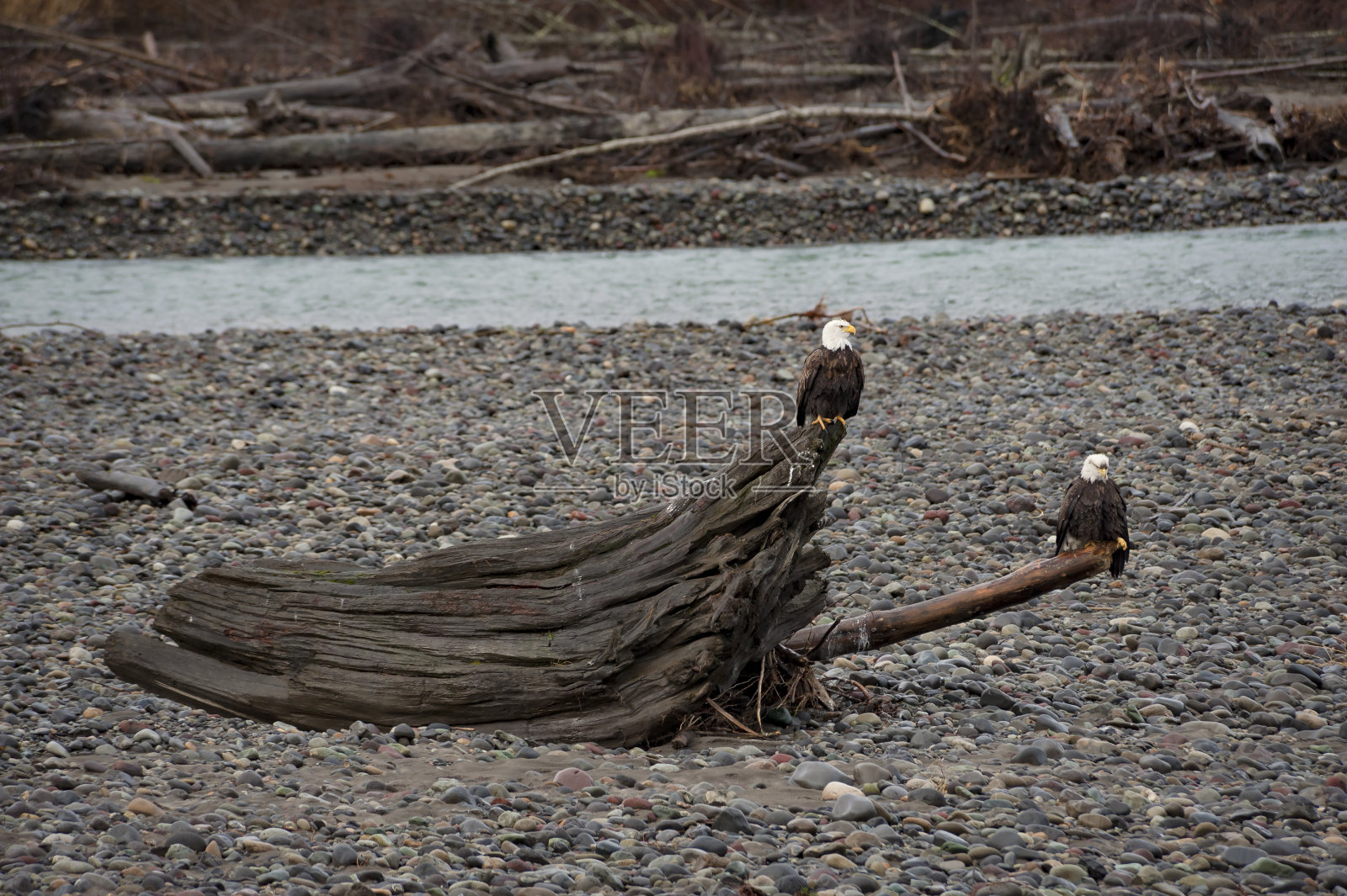 秃鹰照片摄影图片