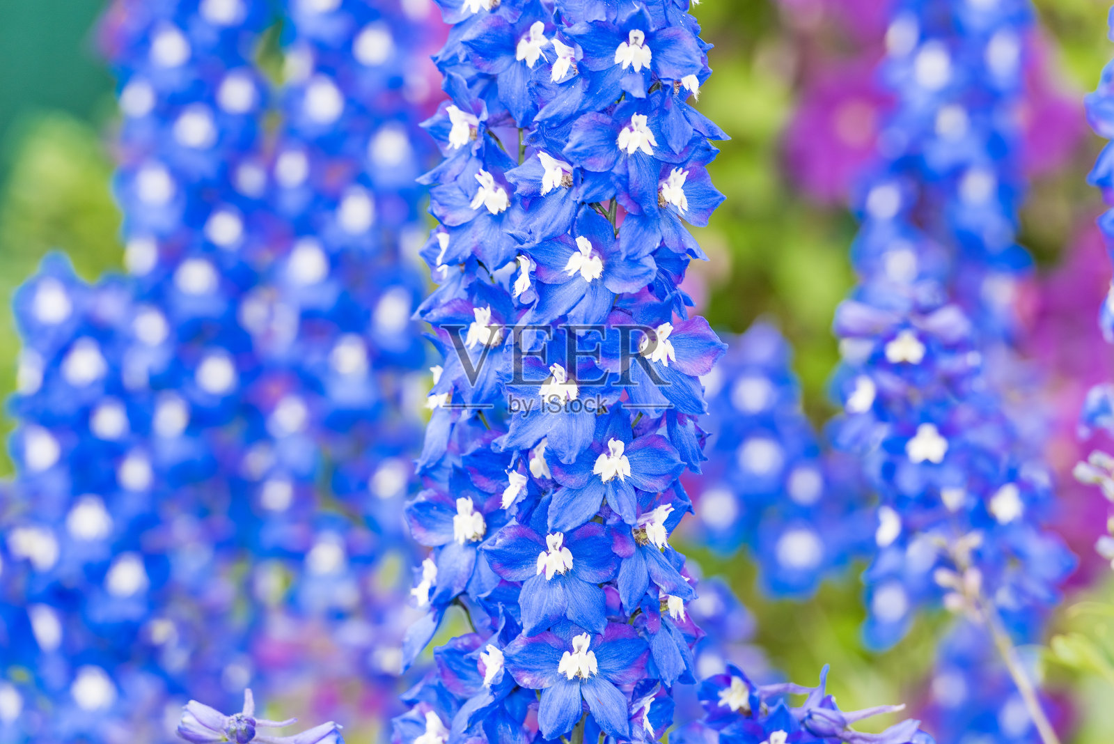 花园里的飞燕草花照片摄影图片