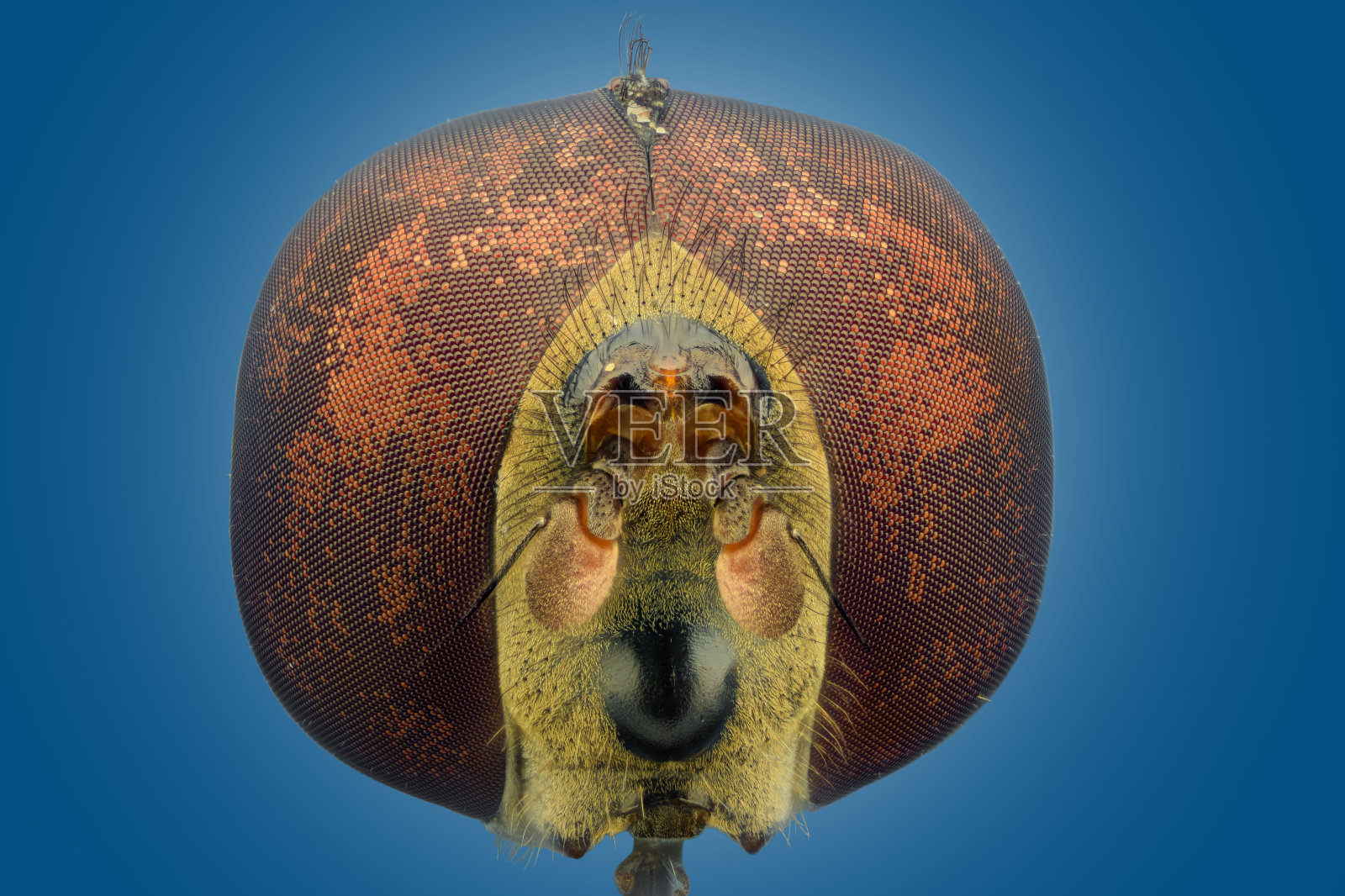 极端放大，假蜜蜂，正面视图照片摄影图片