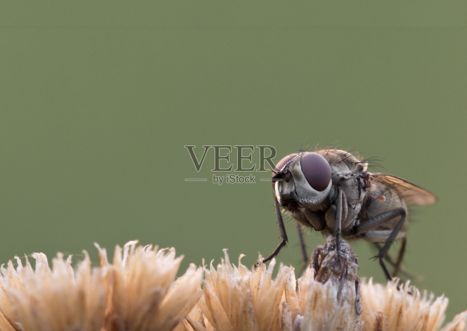 飞在干花上。宏照片摄影图片