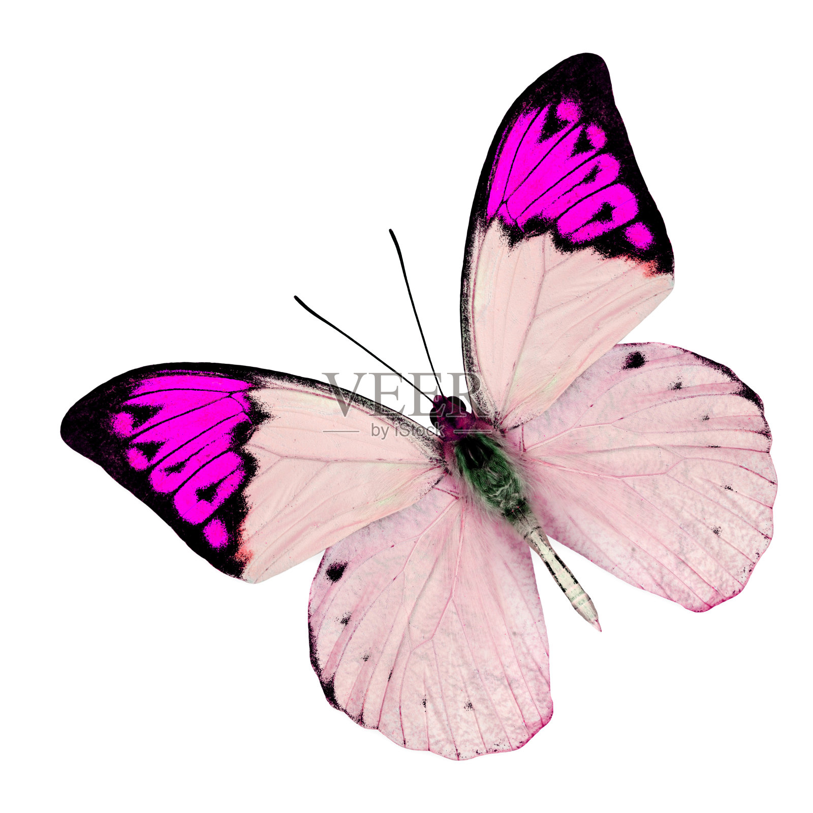 美丽的飞舞粉红蝴蝶孤立在白色的背景照片摄影图片