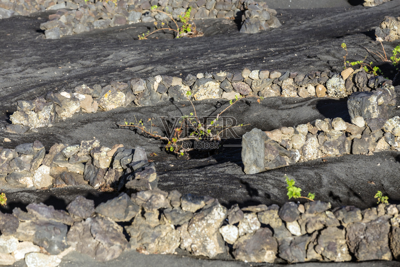 兰扎罗特岛La Geria的葡萄园照片摄影图片