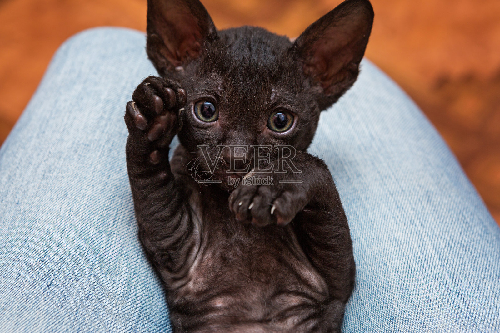 小猫康沃尔郡的雷克斯照片摄影图片