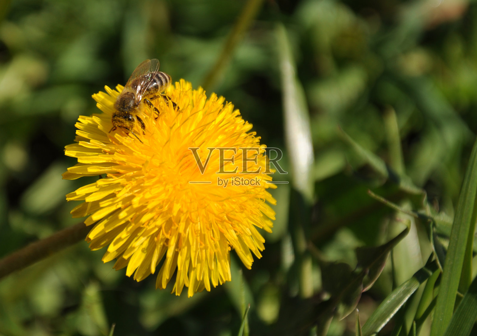 蒲公英和蜜蜂照片摄影图片