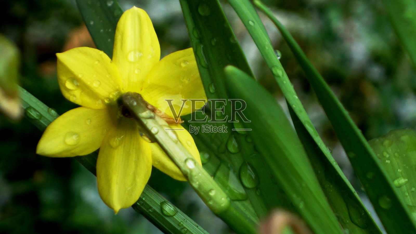 湿润的黄色花朵特写照片摄影图片