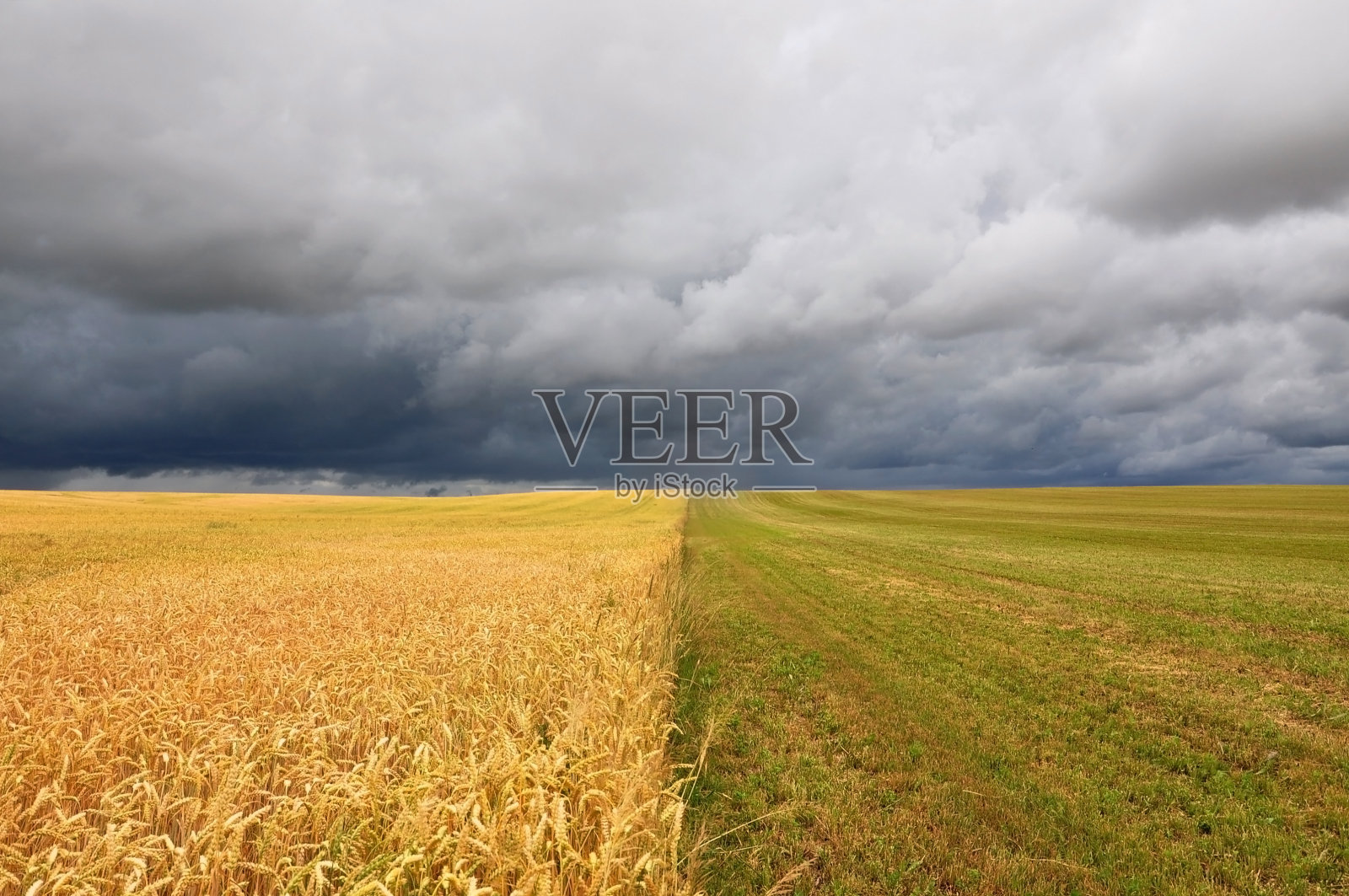 农业领域。照片摄影图片