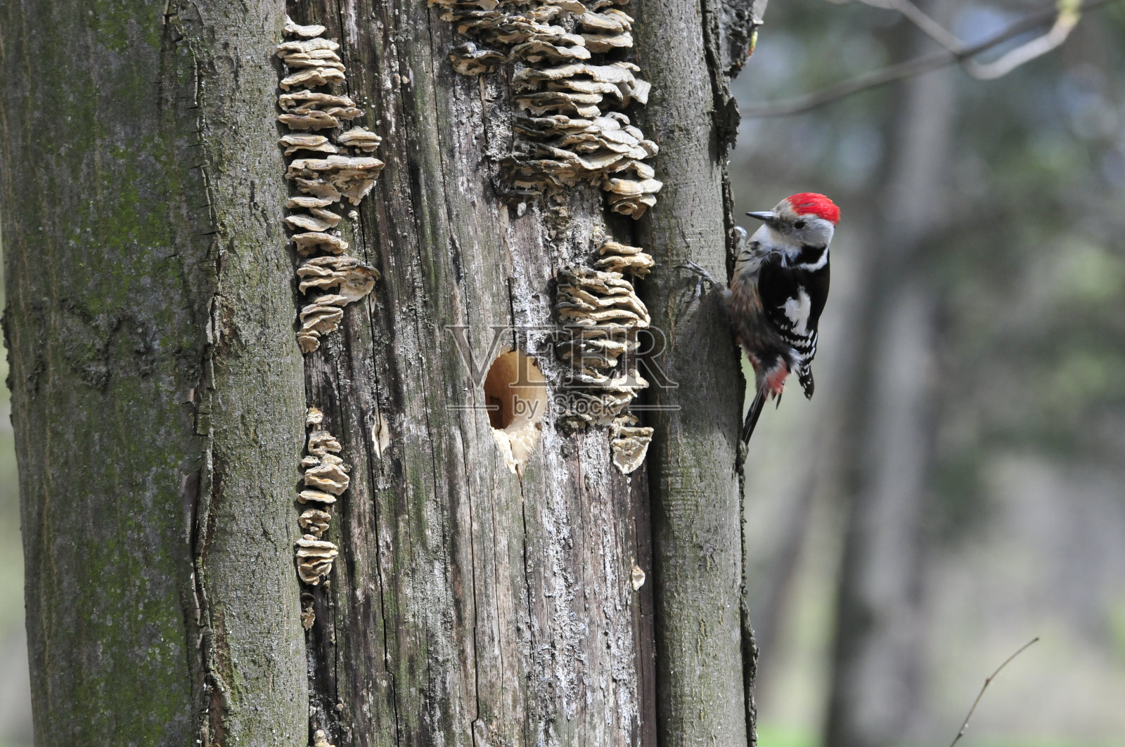 白背啄木鸟,男。照片摄影图片