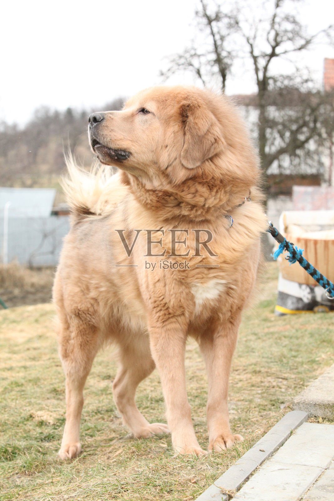 神奇的藏獒在花园里巡逻照片摄影图片