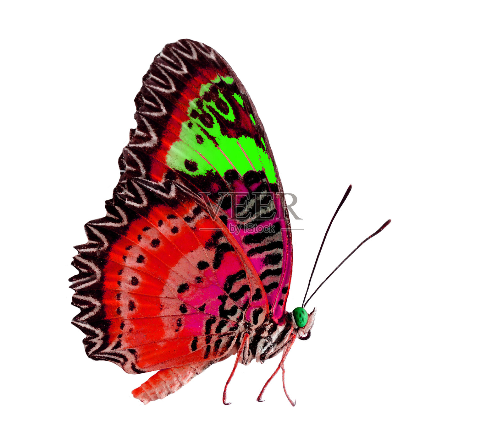 美丽的红绿蝴蝶孤立在白色的背景照片摄影图片