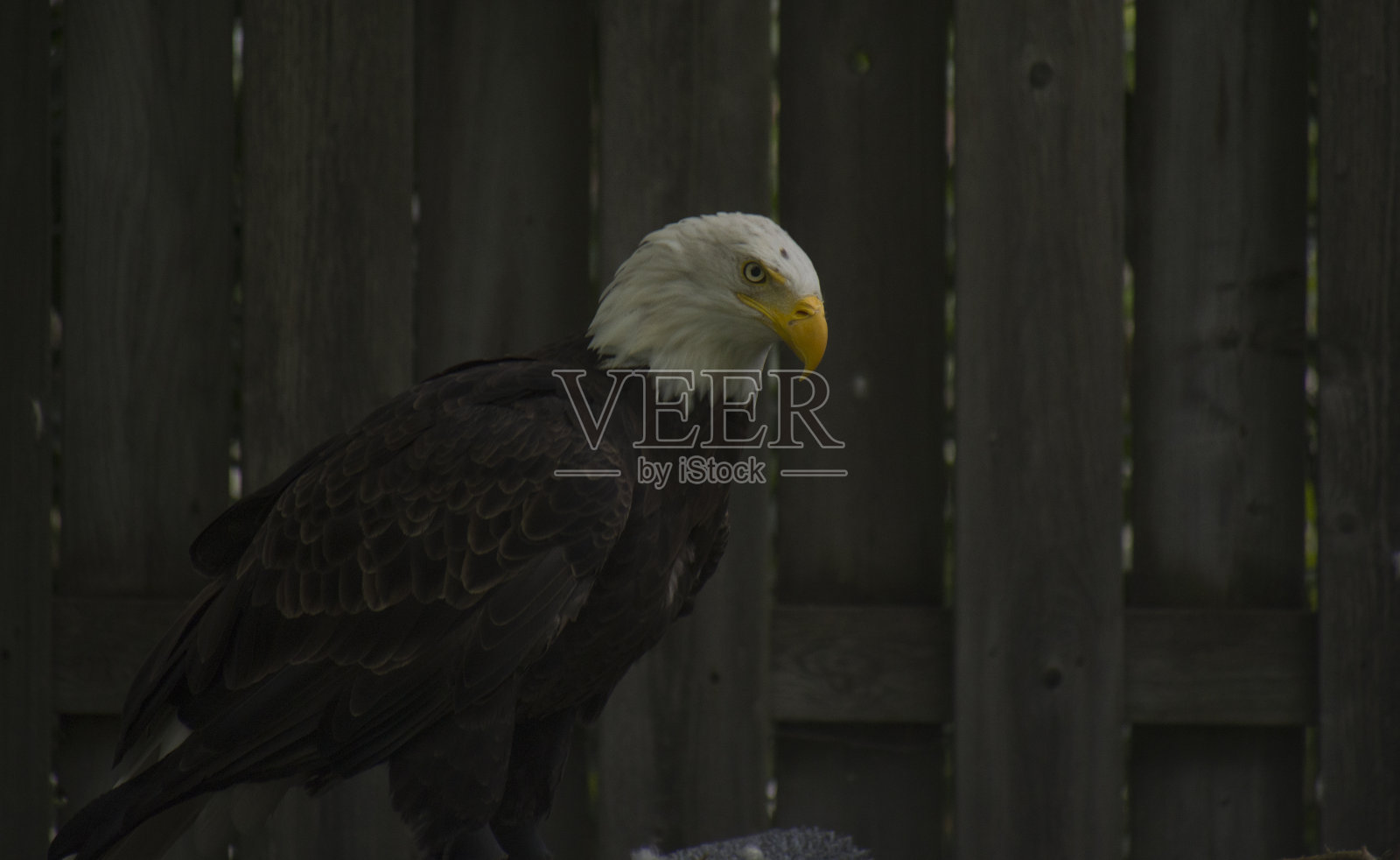 白头海雕照片摄影图片