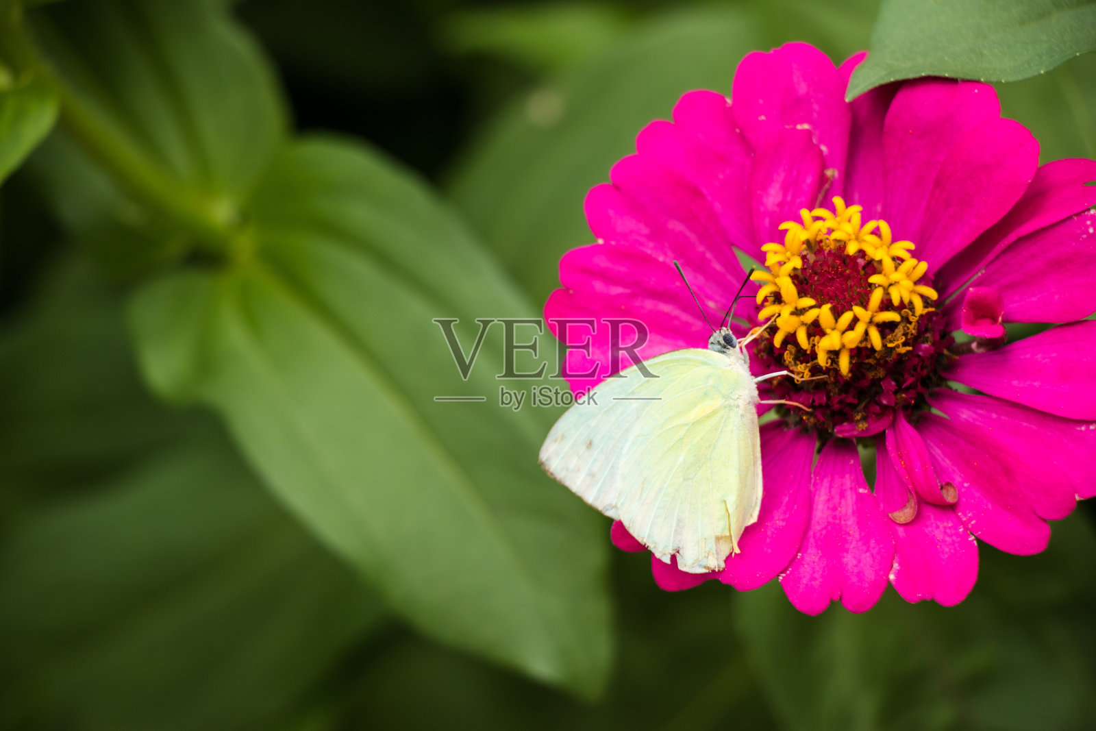 白蝴蝶在粉红色百日菊上喂食糖浆照片摄影图片